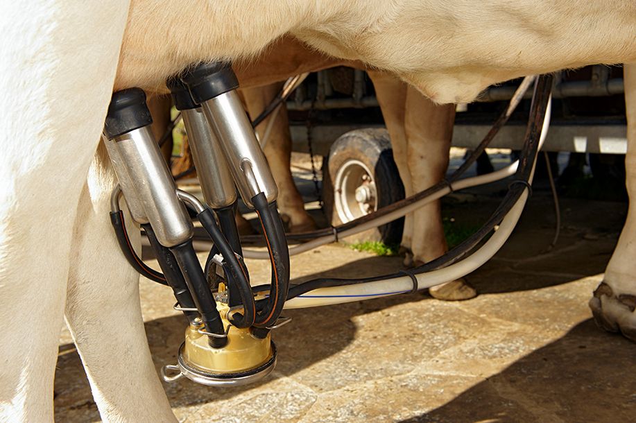 Traite d’une vache sur une machine à traire entièrement automatique